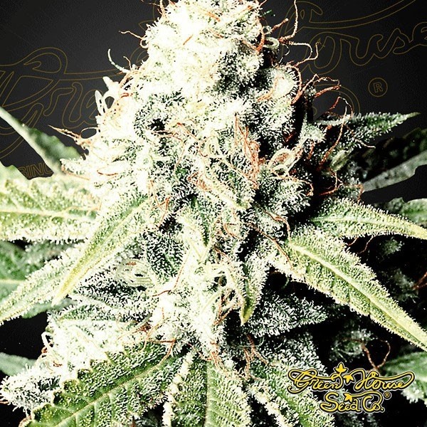 View Semilla de marihuana
