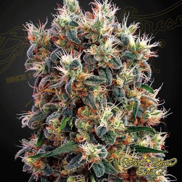 Semilla de marihuana