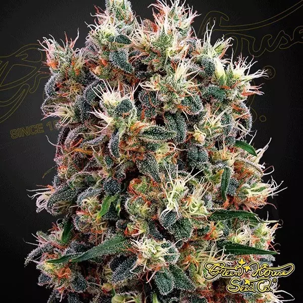 Sicht Semilla de marihuana