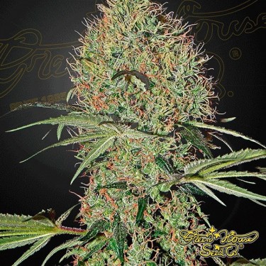 View Planta de marihuana