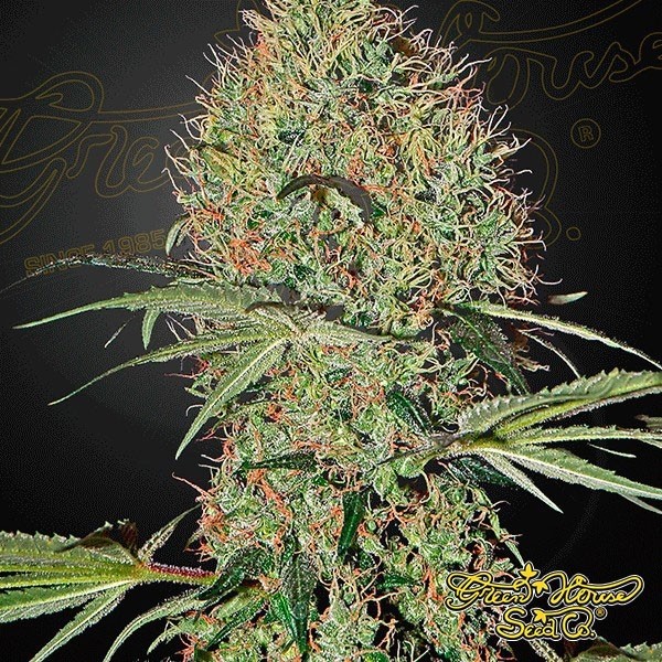 View Planta de marihuana