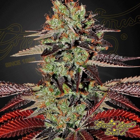 King’s Kush Auto