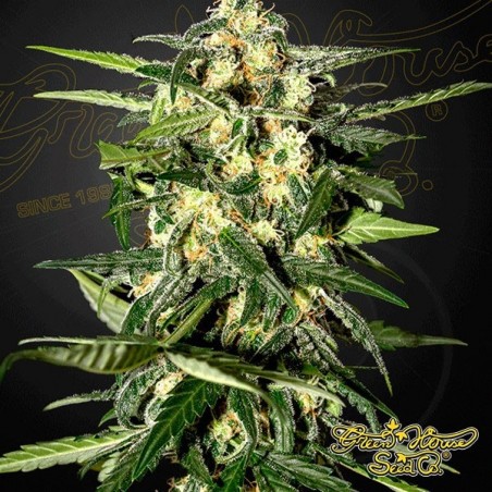 Planta de marihuana