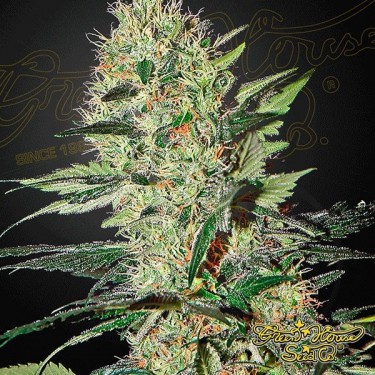 View Planta de marihuana