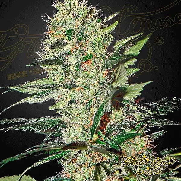 Sicht Planta de marihuana