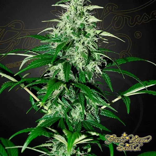 Sicht Planta de marihuana