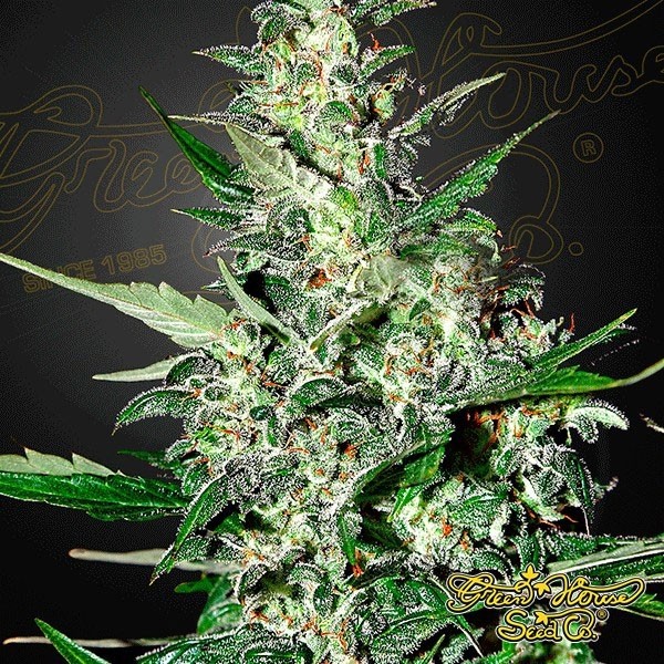 View Planta de marihuana