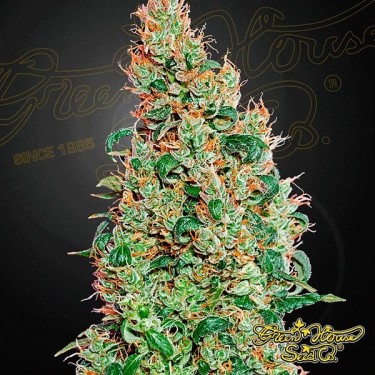 View Planta de marihuana