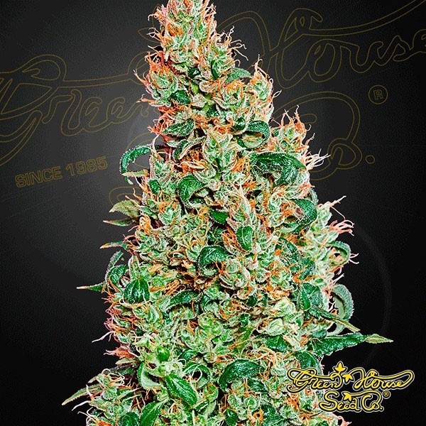 View Planta de marihuana