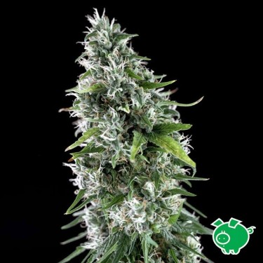 View Planta de marihuana