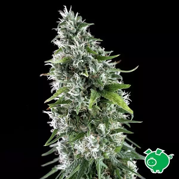 Sicht Planta de marihuana