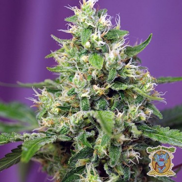 View Planta de marihuana