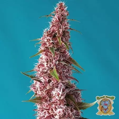 Planta de marihuana