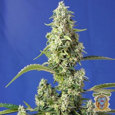 View Planta de marihuana