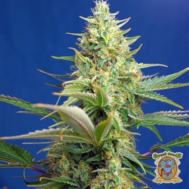 Planta de marihuana