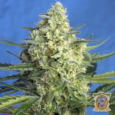 View Jack 47 XL Auto