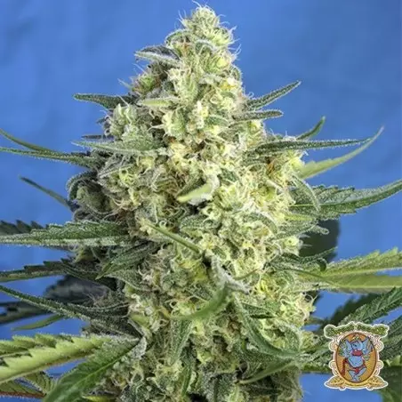 Jack 47 XL Auto