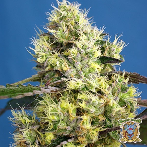 View Planta de marihuana