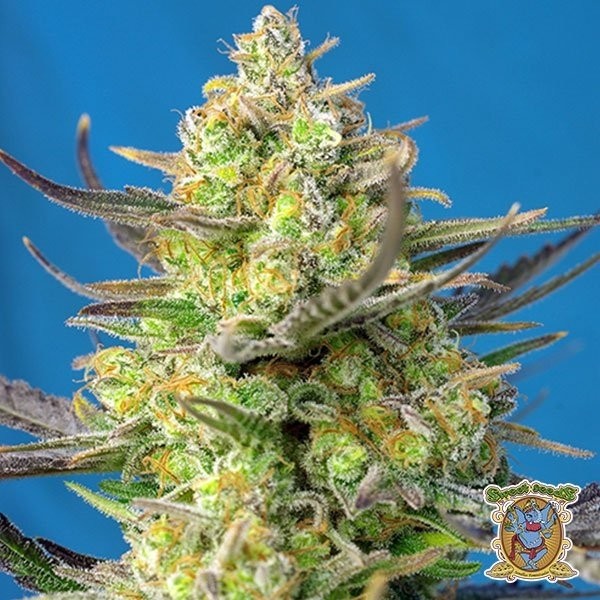 View Planta de marihuana