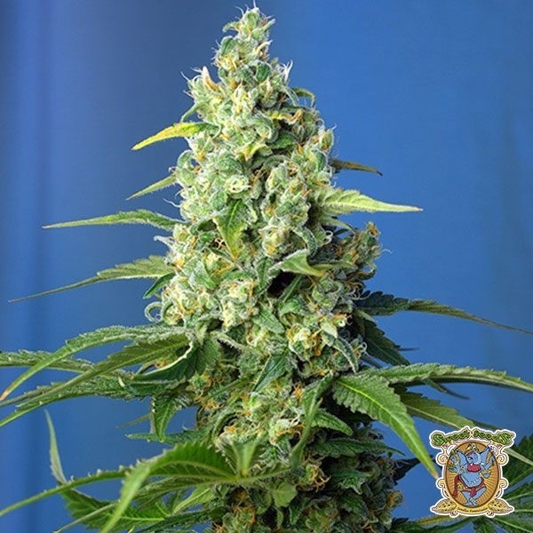 View Planta de marihuana