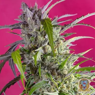 Planta de marihuana