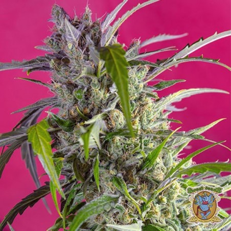 Planta de marihuana