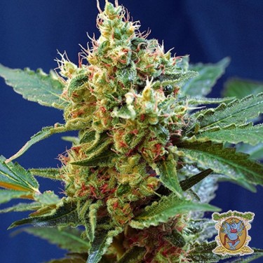 View Planta de marihuana