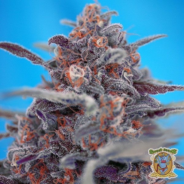 View Planta de marihuana