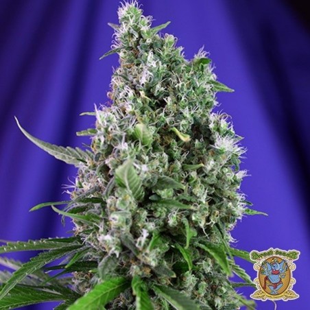 Planta de marihuana