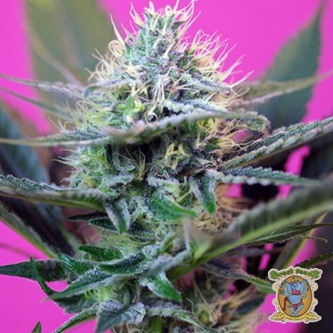 Planta de marihuana