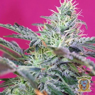 View Planta de marihuana