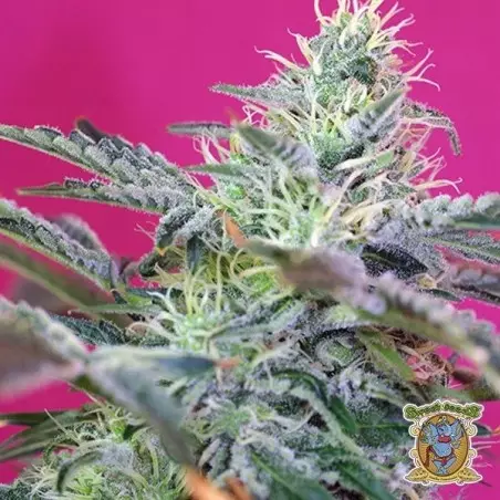 Planta de marihuana