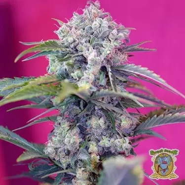 Planta de marihuana