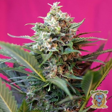 View Planta de marihuana