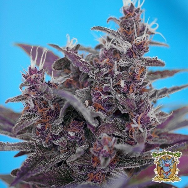 View Planta de marihuana