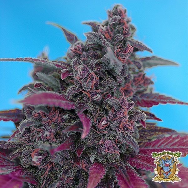 View Planta de marihuana
