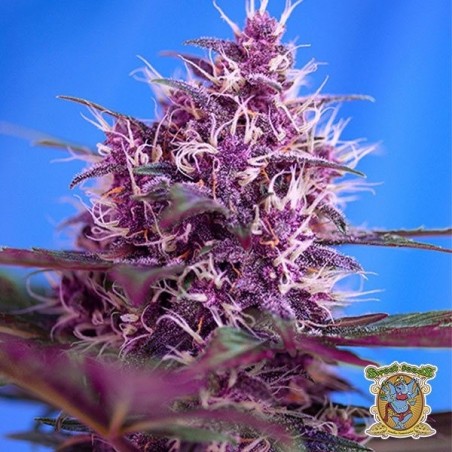 Planta de marihuana