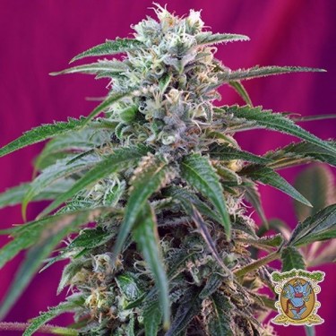 View Planta de marihuana