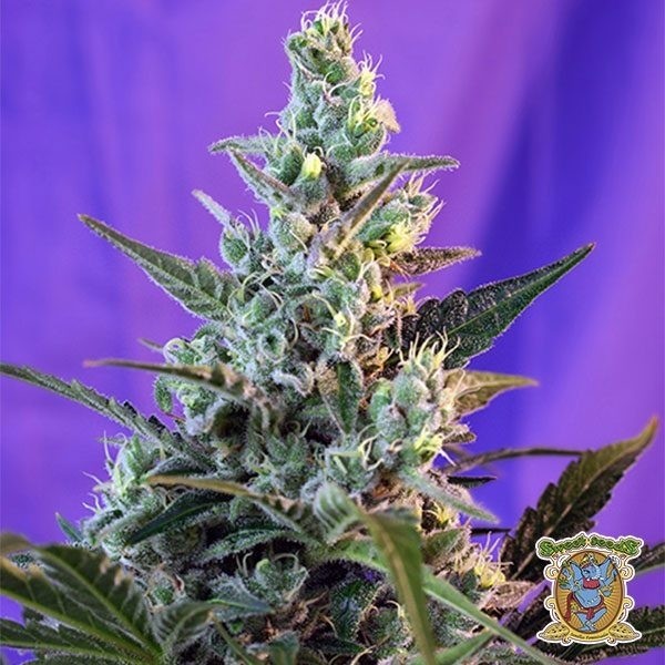 View Planta de marihuana