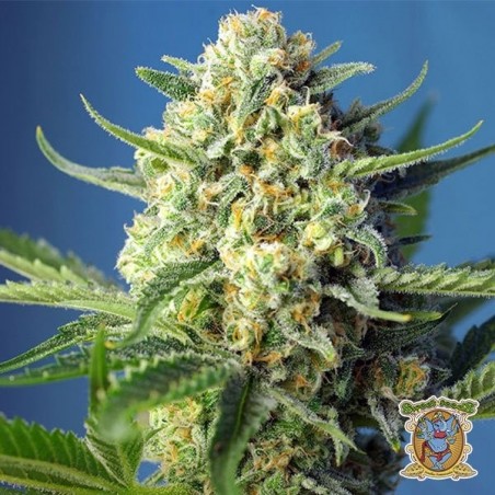 Planta de marihuana