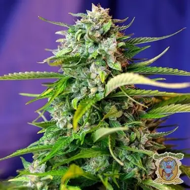 Jack 47 Auto