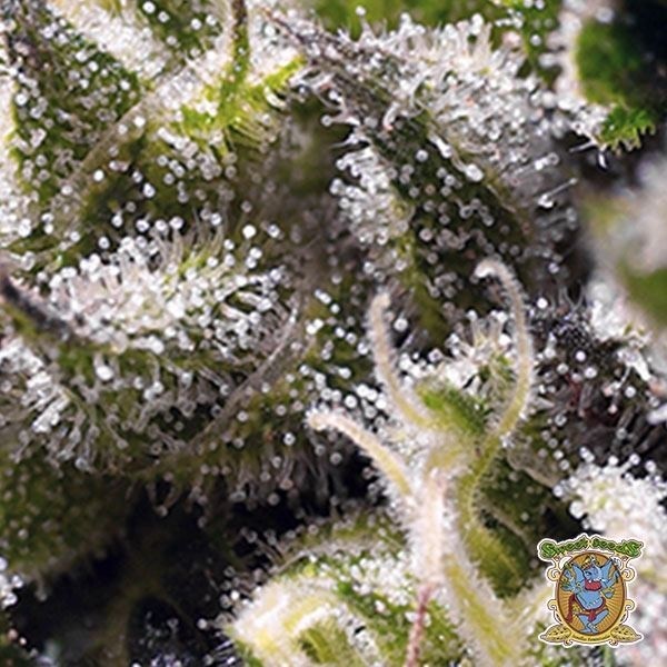 View Planta de marihuana
