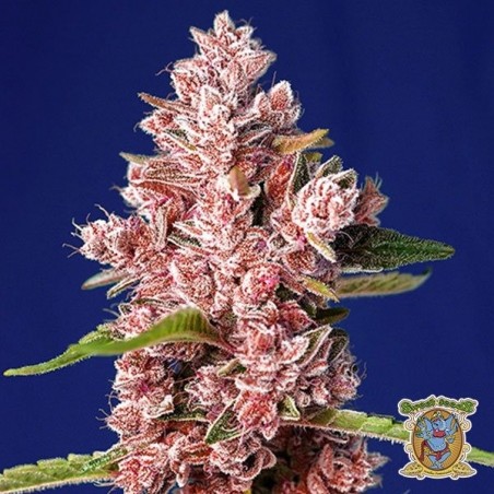 Tropicanna Poison F1 Fast Version®