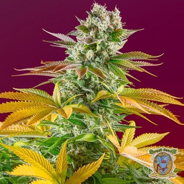 View Planta de marihuana