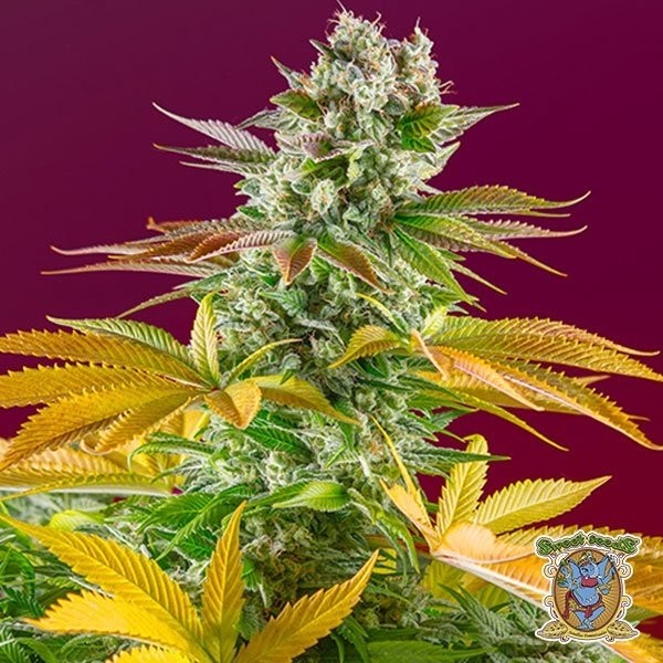 View Planta de marihuana