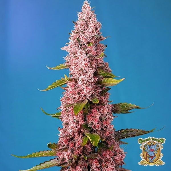 View Planta de marihuana