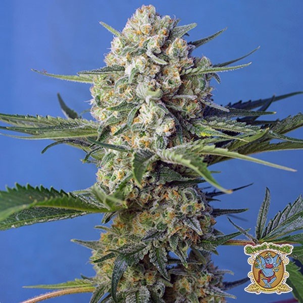 View Planta de marihuana