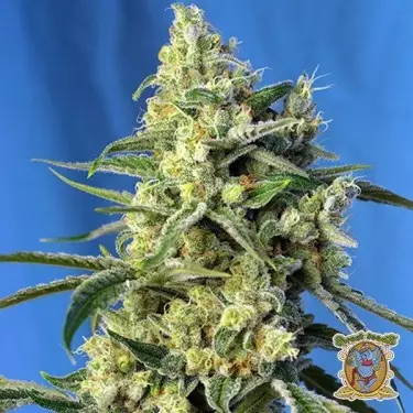 Planta de marihuana