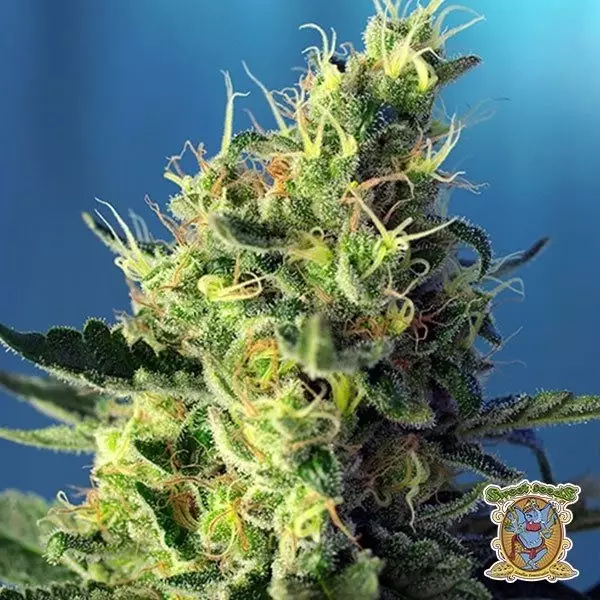 Sicht Planta de marihuana