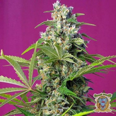 View Planta de marihuana